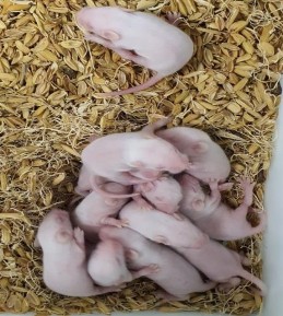 Chuột ổ sau tiêm phúc mạc 14 ngày Chuột ổ sau tiêm não 14 ngày Chuột chứng sau 9