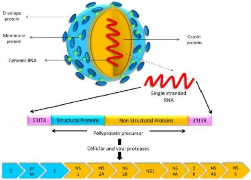Hình 1 1 Cấu trúc bộ gen của vi rút VNNB Nguồn Bobade S S Gade R M Zika Virus 1