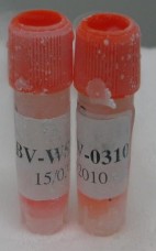 Hình 2 1 Hình ảnh ống chủng Beijing 1 và vắc xin JECEVAX Địa điểm nghiên cứu 2