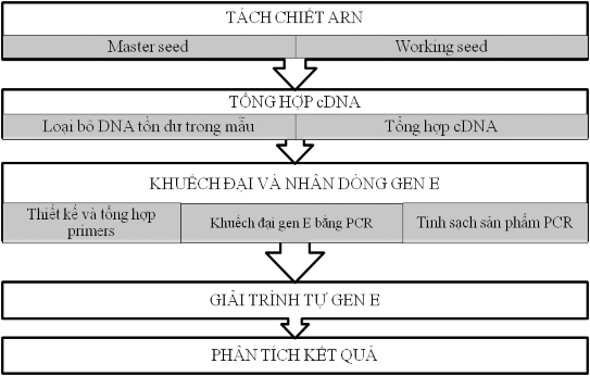 Hình 2 3 Quy trình giải trình tự gen E vi rút Viêm não Nhật Bản Trình được gen 1