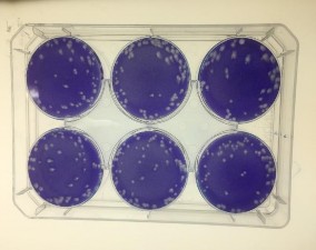 Thử nghiệm tạo đám hoại tử PFU trên tế bào BHK21 Thử nghiệm tạo đám 2