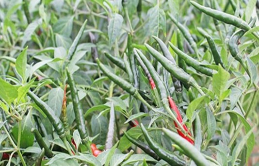 Mô hình sản xuất rau an toàn Mô hình sản xuất nông nghiệp hữu cơ tổng hợp 2