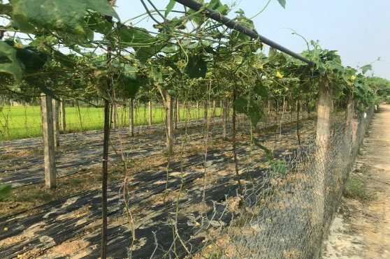 Mô hình sản xuất rau củ quả công nghệ cao Mô hình kinh tế gia trại Mô hình 3