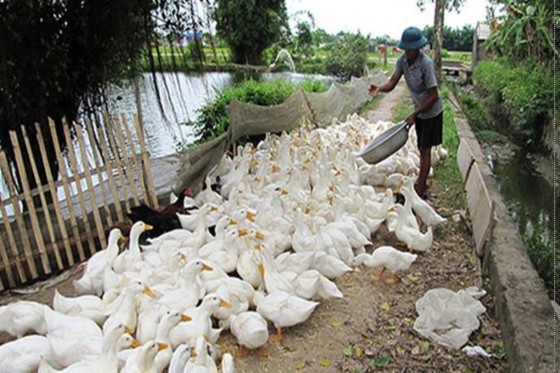 Mô hình kinh tế gia trại Mô hình chăn nuôi theo hướng VietGAP 4