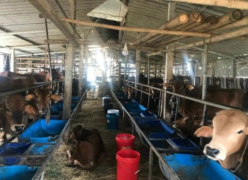 Mô hình chăn nuôi theo hướng VietGAP 5