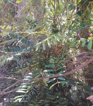 Hình 1 1 Hình ảnh cây mật nhân tại vùng núi Gia Lai Mật nhân thường mọc ở v 1