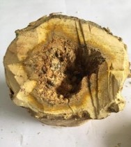 a Chưa qua xử l b Sau khi cắt nhỏ c Bột rễ mật nhân Hình 2 1 Một số hình 1