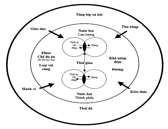 Hình 1 2 Sơ đồ cơ chế bệnh sinh sâu răng của Fejerskov và Manji 82 Động học 1