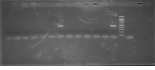 1 Chứng âm 2 – 12 Mẫu 13 Chứng dương 14 Marker Mẫu số 7 bồn rửa tiêu 7