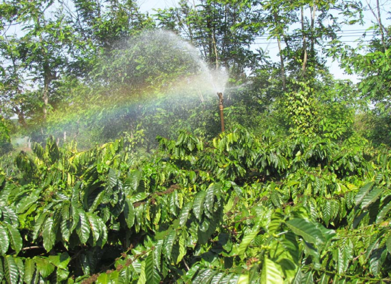 PHỤ LUC 2 MỘT SỐ HÌNH ẢNH PHÂN TÍCH MẪU ĐẤT LÁ TRONG PHÒNG THÍ NGHIỆM Phụ 3