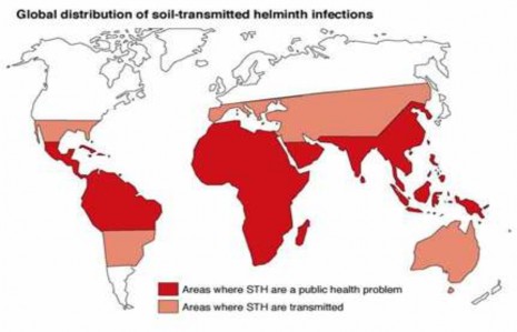 Hình 1 1 Bản đồ phân bố giun truyền qua đất trên thế giới theo WHO website 1