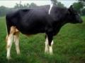 Đánh giá chọn lọc bò đực giống Holstein Friesian ở Việt Nam - Phạm Văn Tiềm - 21
