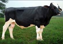 HF 298 HF 299 HF 2100 HF 2101 HF 2102 HF 2103 HF 2104 Chuồng nuôi bò đực HF Giá chờ khai 10