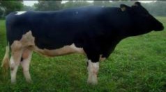 HF 2100 HF 2101 HF 2102 HF 2103 HF 2104 Chuồng nuôi bò đực HF Giá chờ khai thác tinh 11