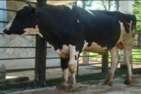 HF 2100 HF 2101 HF 2102 HF 2103 HF 2104 Chuồng nuôi bò đực HF Giá chờ khai thác tinh 12