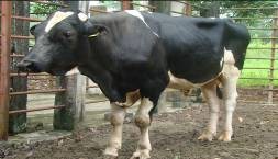 HF 2104 Chuồng nuôi bò đực HF Giá chờ khai thác tinh Khai thác tinh 3 Một số hình 15