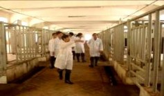 HF 2104 Chuồng nuôi bò đực HF Giá chờ khai thác tinh Khai thác tinh 3 Một số hình 16