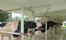 Giá chờ khai thác tinh Khai thác tinh 3 Một số hình ảnh về đánh giá chất 17