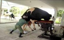 Giá chờ khai thác tinh Khai thác tinh 3 Một số hình ảnh về đánh giá chất 18