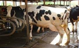 4 Một số hình ảnh về triển khai đề tài luận án tại Mộc Châu và Đức 29