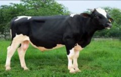 HF­294 HF­295 HF­ 296 HF­297 HF 298 HF 299 HF 2100 HF 2101 HF 2102 HF 2103 HF 2104 Chuồng 5