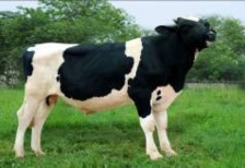 HF­294 HF­295 HF­ 296 HF­297 HF 298 HF 299 HF 2100 HF 2101 HF 2102 HF 2103 HF 2104 Chuồng 6