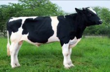 HF­ 296 HF­297 HF 298 HF 299 HF 2100 HF 2101 HF 2102 HF 2103 HF 2104 Chuồng nuôi bò đực HF 7