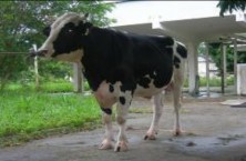 HF­ 296 HF­297 HF 298 HF 299 HF 2100 HF 2101 HF 2102 HF 2103 HF 2104 Chuồng nuôi bò đực HF 8