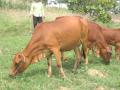 Khả năng sinh trưởng, sản xuất thịt của bò lai sind, F1 brahman × lai sind và F1 charolais × lai sind nuôi tại Đăk Lăk - 19