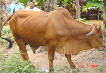 BÒ ĐỰC LAI SIND BÊ LAI BRAHMAN × LAISIND TẠI HỘI CHỢ BÒ HUYỆN EAKAR TỈNH ĐĂK 2