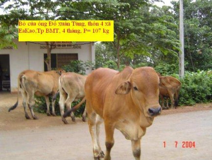BÊ LAI BRAHMAN × LAISIND 4 THÁNG TUỔI ĐẠT 107 KG 4