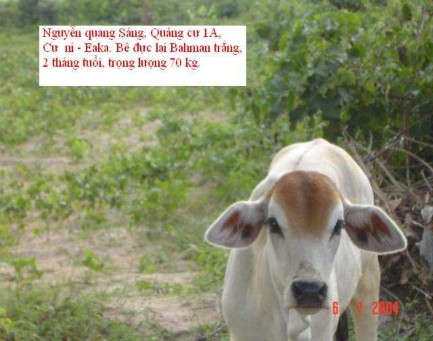 BÊ LAI F 1 BRAHMAN × LAI SIND 2 THÁNG TUỔI ĐẠT 70 KG BÊ LAI F 1 BRAHMAN × LAI SIND 1