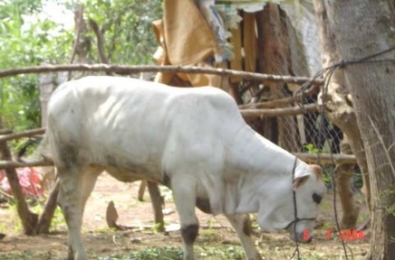 BÊ LAI F 1 BRAHMAN × LAI SIND 12 THÁNG TUỔI BÊ LAI F 1 CHAROLAIS × LAI SIND TẠI 2