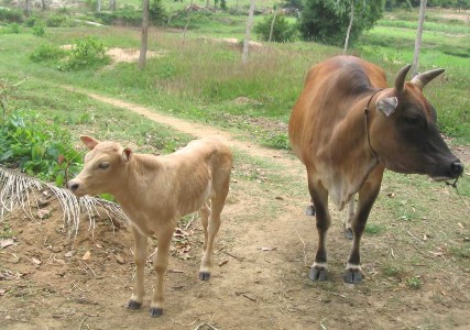 BÊ LAI F 1 CHAROLAIS × LAI SIND TẠI EAKAR ĐĂK LĂK BÊ LAI F 1 CHAROLAIS × LAI SIND 3