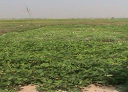 CT2 N CT3 P CT4 K Ảnh 8 So sánh sự sinh trưởng phát triển giữa các công 1