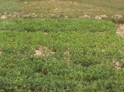 CT3 P CT4 K Ảnh 8 So sánh sự sinh trưởng phát triển giữa các công thức 2