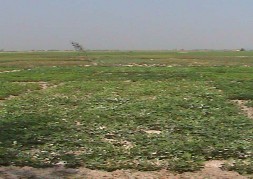 CT4 K Ảnh 8 So sánh sự sinh trưởng phát triển giữa các công thức thí 3