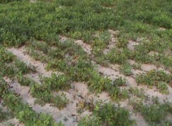 Ảnh 8 So sánh sự sinh trưởng phát triển giữa các công thức thí nghiệm 4