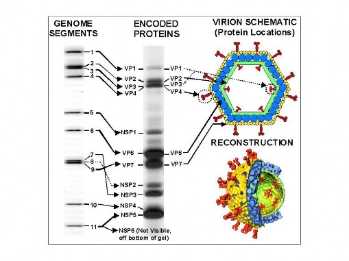 Hình 1 3 Sơ đồ cấu trúc hạt virut Rota và các vùng mã hóa protein Genome của Rota 2