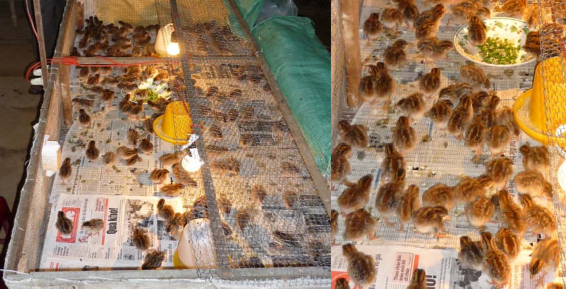 Hình 1 Nuôi úm gà con chuẩn bị cho thí nghiệm Hình 2 Trộn thức ăn thí nghiệm 1