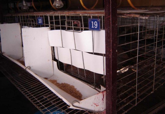 Hình 5 Gà Sao thí nghiệm tiêu hóa và xác định ME thức ăn Hình 6 Thu mẫu phân 3