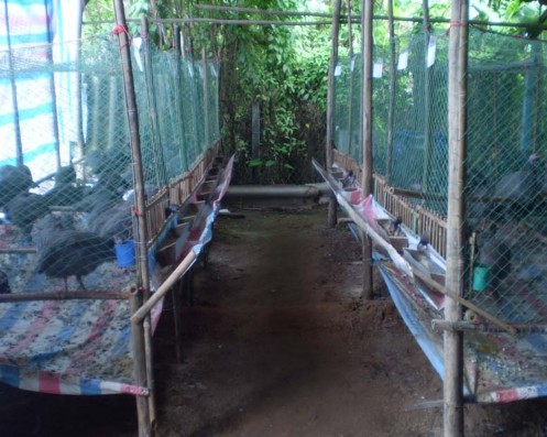 Hình 8 Bố trí thí nghiệm nuôi dưỡng Hình 9 Gà Sao lúc 6 tuần tuổi Hình 10 6