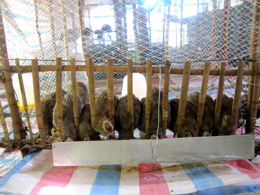 Hình 9 Gà Sao lúc 6 tuần tuổi Hình 10 Cân gà giai đoạn 12 tuần tuổi Hình 11 7