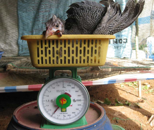 Hình 10 Cân gà giai đoạn 12 tuần tuổi Hình 11 Chuẩn bị mổ khảo sát gà Sao 8