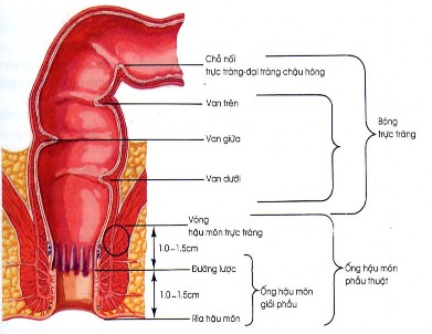Hình 1 1 Giới hạn ống hậu môn trực tràng H N Frank Atlas giải phẫu người 1