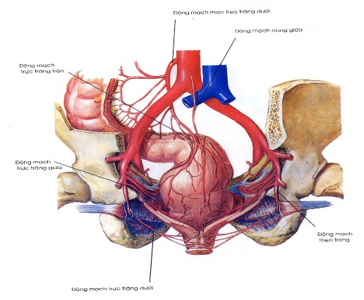 Hình 1 2 Động mạch hậu môn trực tràng H N Frank Atlas giải phẫu người 51 2