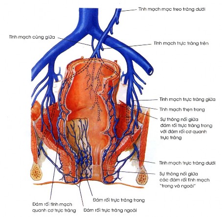Hình 1 3 Tĩnh mạch hậu môn trực tràng H N Frank Atlas giải phẫu người 51 3