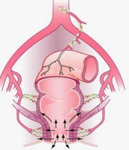 Hình 1 5 Dẫn lưu bạch huyết của trực tràng dưới After M Finch 2007 102 1 2 4 2