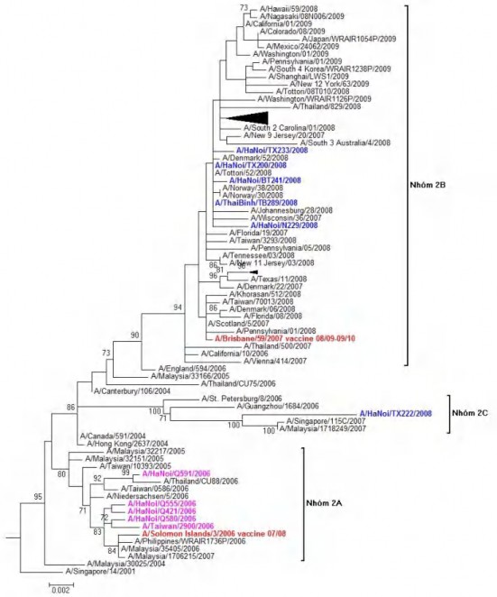 Hình 3 6 Cây gia hệ phân đoạn gen mã hóa HA các chủng cúm A H1N1 – nhóm 2 1