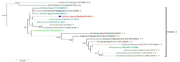 Hình 3 12 Cây gia hệ phân đoạn gen mã hóa HA các chủng cúm A H5N1 clade 1 2003 2004 3